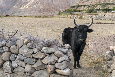 Horse standing on mountain