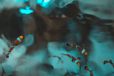 Close-up of jellyfish swimming in water