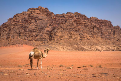 Horse standing in a desert