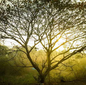 Silhouette bare tree against sky during sunset
