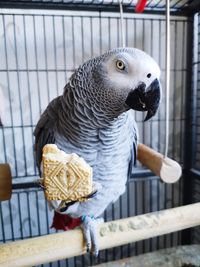 Close-up of parrot in cage