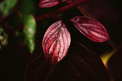 Close-up of red flowering plant