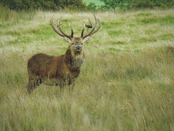 Deer standing on grassy field