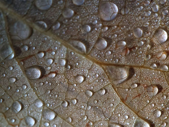 Full frame shot of raindrops on leaf