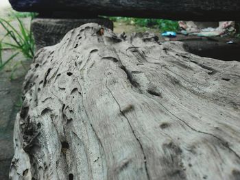 Close-up of tree trunk