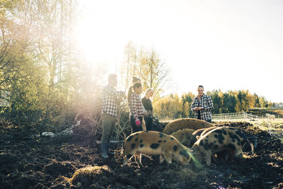 Multi-ethnic male and female farmers looking at pigs grazing on organic farm