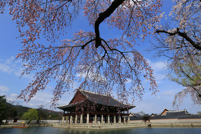 Low angle view of flowering plants against sky