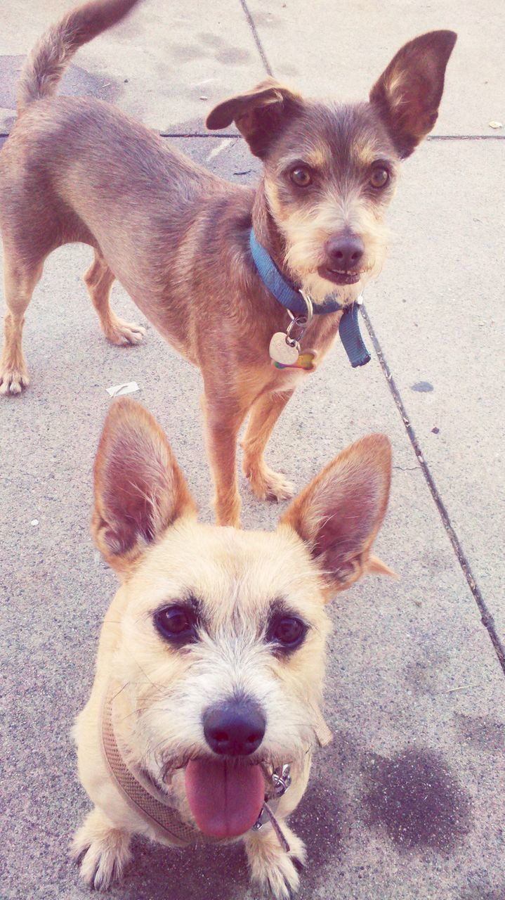 dog, pets, domestic animals, animal themes, mammal, one animal, looking at camera, portrait, canine, pet collar, pet leash, high angle view, sitting, street, sticking out tongue, two animals, puppy, day, no people, outdoors