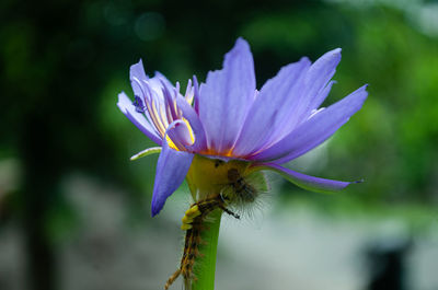 Close-up of purple flowering plant with caterpillar