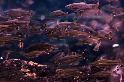 Close-up of fish swimming in aquarium