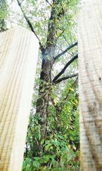 Low angle view of tree trunk