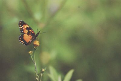 Close-up of butterfly on leaf