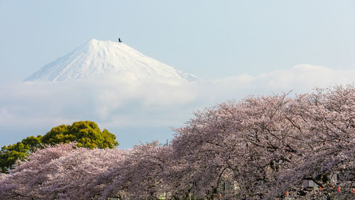 Scenic view of snowcapped mountain against sky