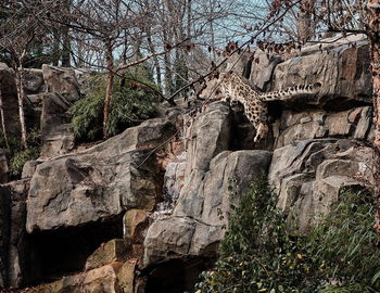 Low angle view of rock formation in forest