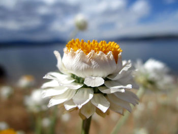 Close-up of white flowering plant