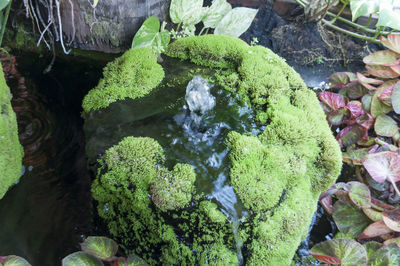 Moss growing on rocks in garden