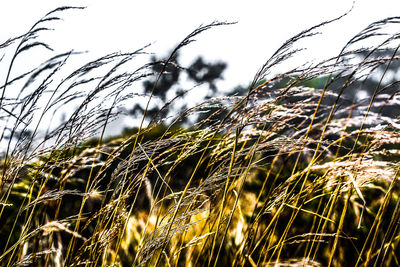 Close-up of grass against sky