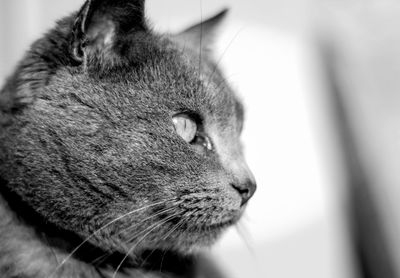 Close-up of cat
