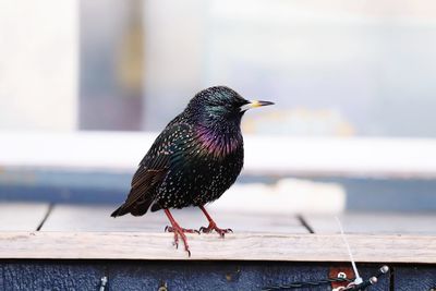 Close-up of bird perching on planks