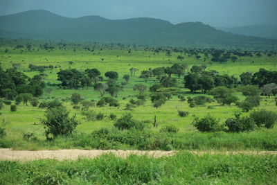 Scenic view of agricultural field