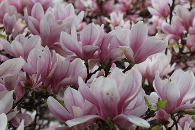 Close-up of pink flowers