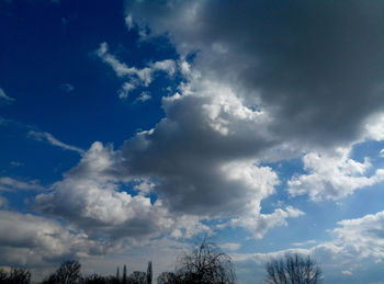 Low angle view of trees against blue sky