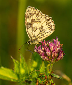 Marbled white english butterfly black spotted wings perched on wild flowers spring view