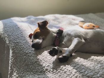 Close-up of dogs relaxing outdoors