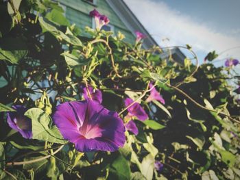 Close-up of purple flowers blooming outdoors