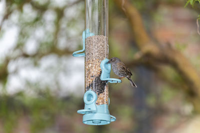 Close-up of bird perching on feeder