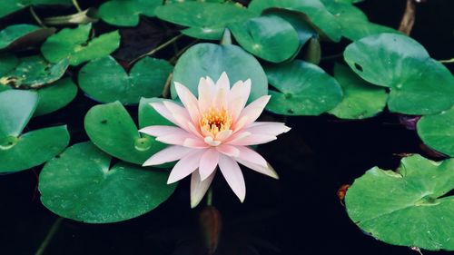 Close-up of lotus water lily in lake