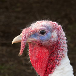 Close-up of a parrot