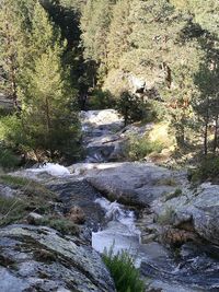 River amidst trees in forest