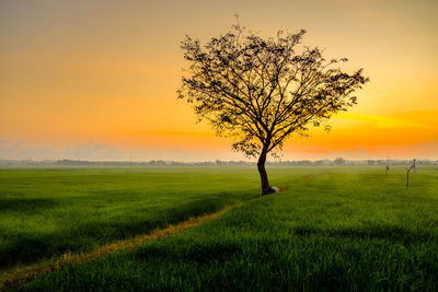 Tree on field against sky during sunset