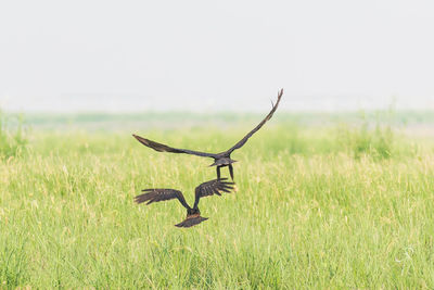 Bird flying over a field