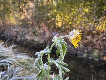 Close-up of white flowering plant on field