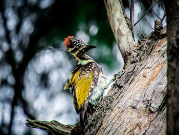 Close-up of a bird perching on a tree