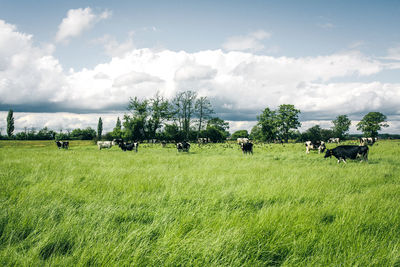 Scenic view of cows on field against sky