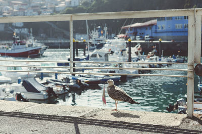 Seagulls perching on a pier