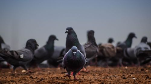 Close-up of pigeons perching outdoors against sky