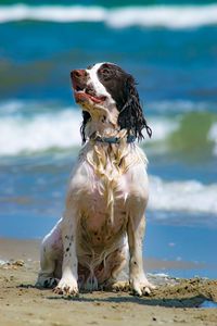 Close-up of dog