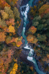 High angle view of river amidst trees during autumn