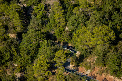 High angle view of road amidst trees in forest