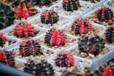 Full frame shot of succulent plants in market