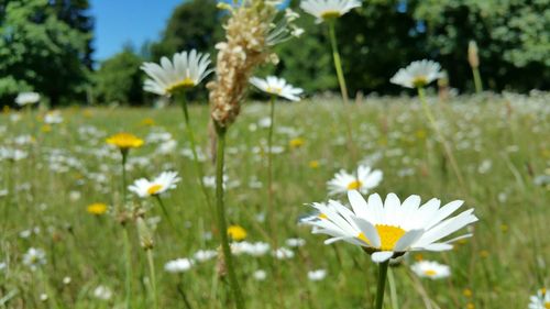 Close-up of white daisy flowers blooming in field