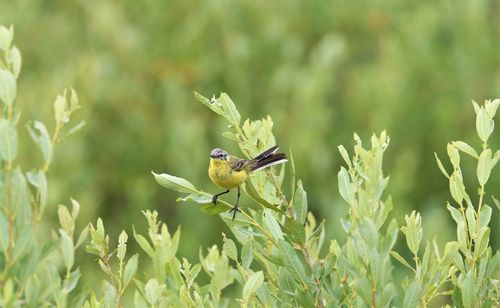 Yellow wagtail standing on a green leaf surrounded by green leaves.