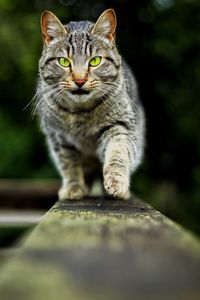 Close-up portrait of wild house cat