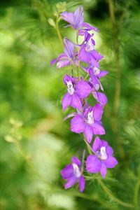 Close-up of flowers blooming outdoors