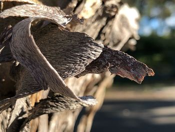 An australian paperbark tree begins to peel. 