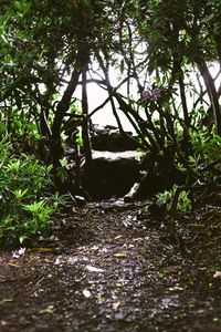Plants growing on tree trunk